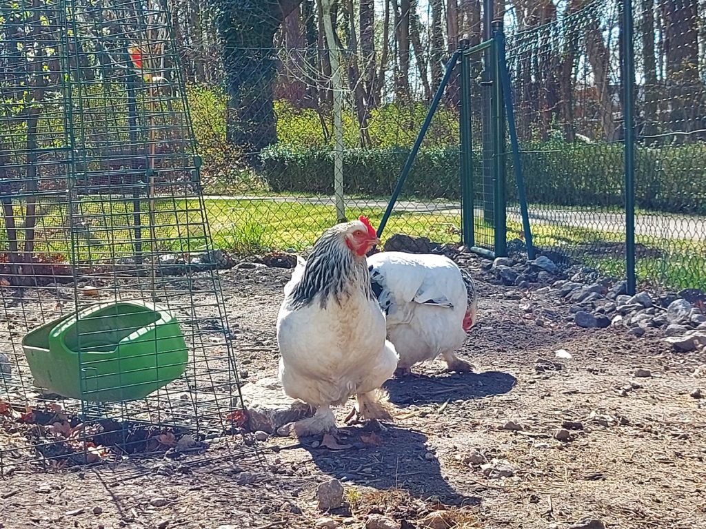 Hühner im Garten