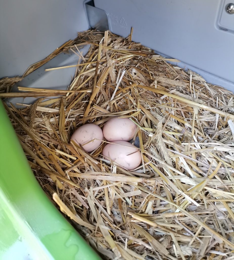 Eier im Nest
