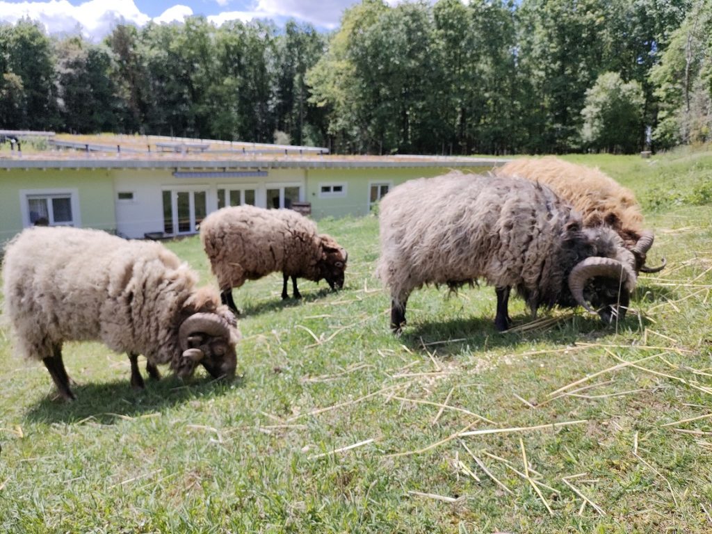 Vier Schafe weiden auf der grünen, saftigen Wiese