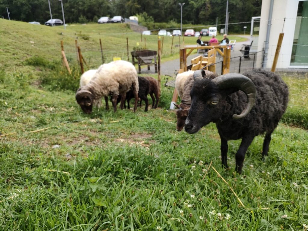 Schafe fressen das saftige Grün - im Hintergrund Bewohner*innen