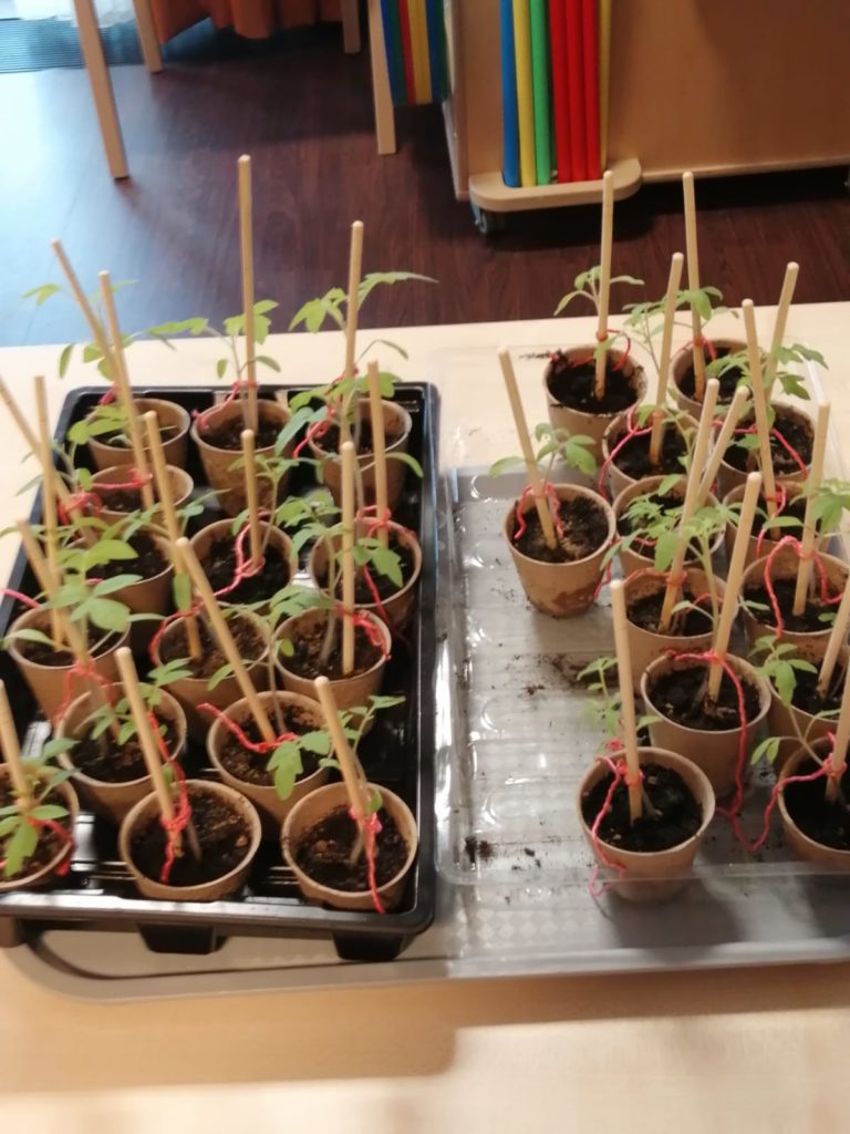 Tomatenpflanzen aus eigener Anzucht