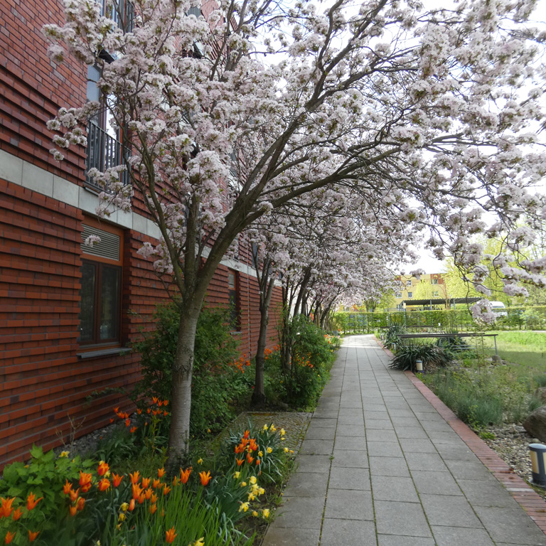 Blühende Kirsche im Garten des Hilde-Ollenhauer-Haus