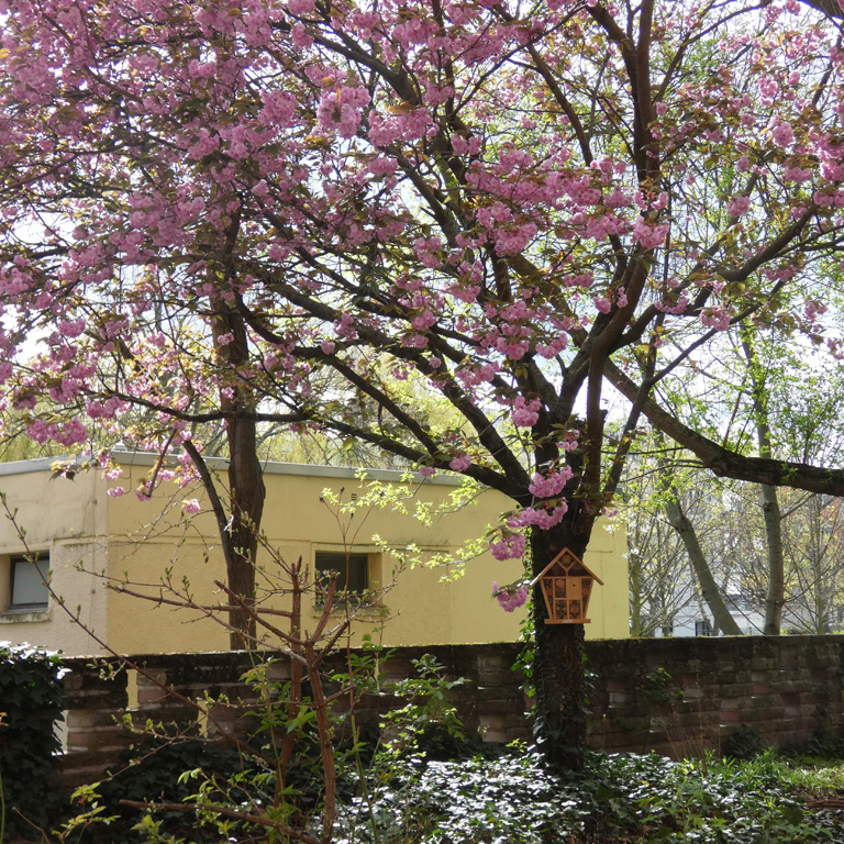 Blühende Kirsche im Garten des Hilde-Ollenhauer-Haus