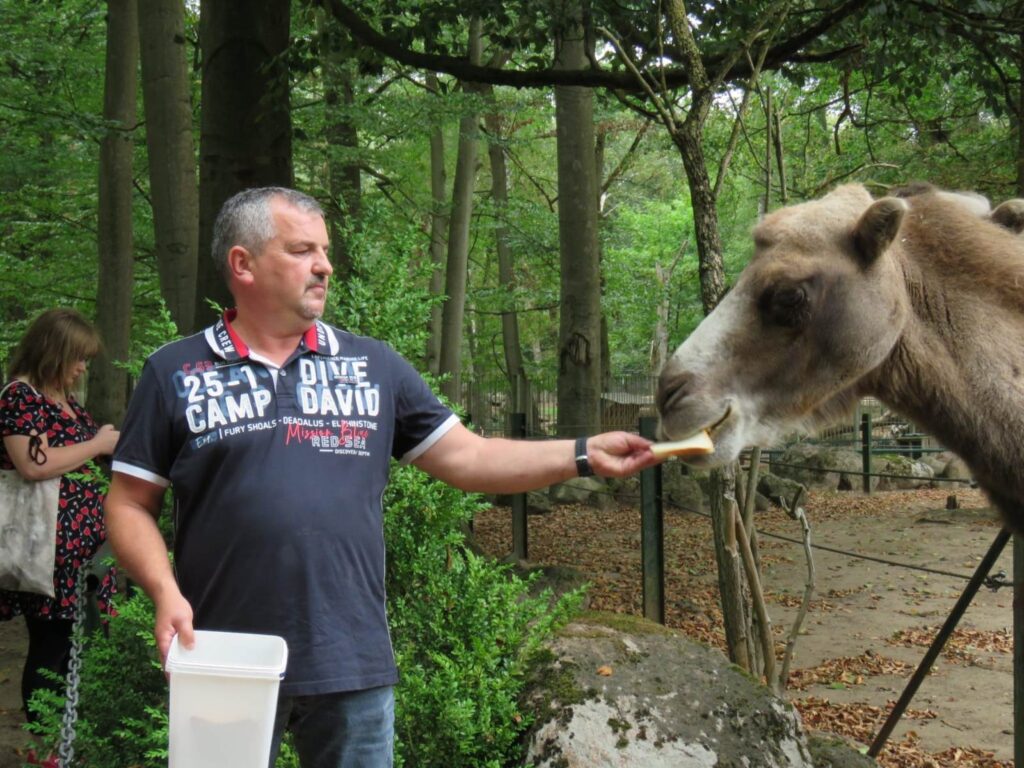 Trampeltier im Tierpark Perleberg bekommt einen kleinen Snack - vielleicht ein Brot aus Bad Wilsnack.