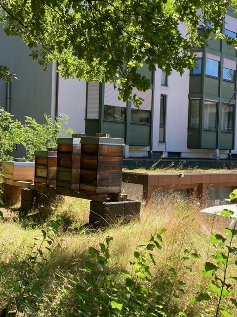 Bienenkästen unter Bäumen auf Wiese mit Seniorenhaus und Parkplatz im Hintergrund