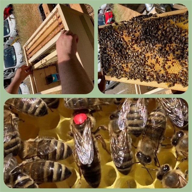 Bienenkästen, Bienen und mit roten Fleck markierte Bienenkönigin
