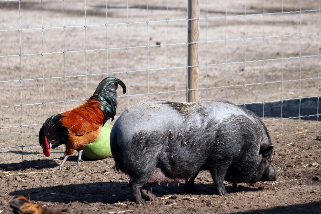 Die Brotrinde dient als Futter für die tierischen Bewohner des Gradenhofes